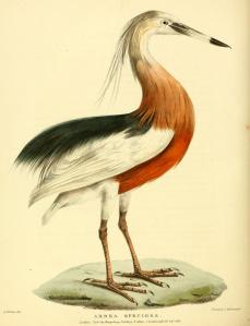1824 zoological researches 2