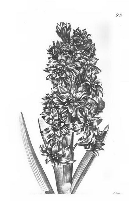 Drawing of a Hyacinth grown from a bulb imported from Holland by Flanagan & Nutting from The Florists's Guide and Cultivator's Directory, 1827