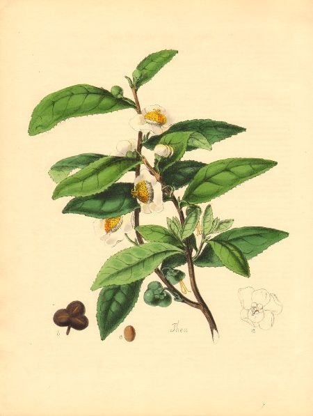 tea plant from M.A. Burnett's Plantae Utiliores (1842-1850) to which Moffatt subscribed